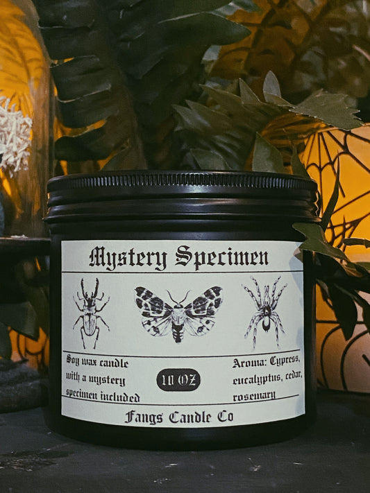 Mystery Specimen Candle (cypress/eucalyptus )